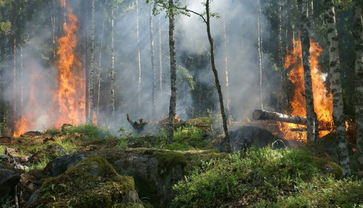 fires in forests